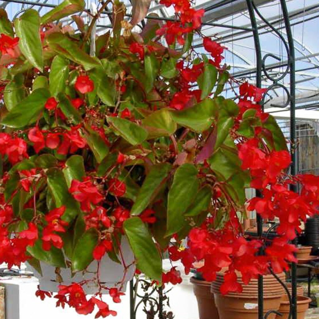 BEGONIA DRAGON COLG 10″ – Vivero El Encanto