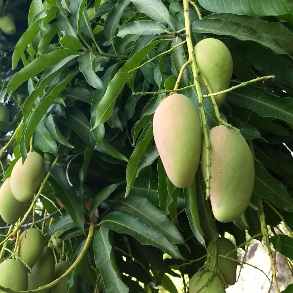 MANGO ATAULFO Vivero El Encanto
