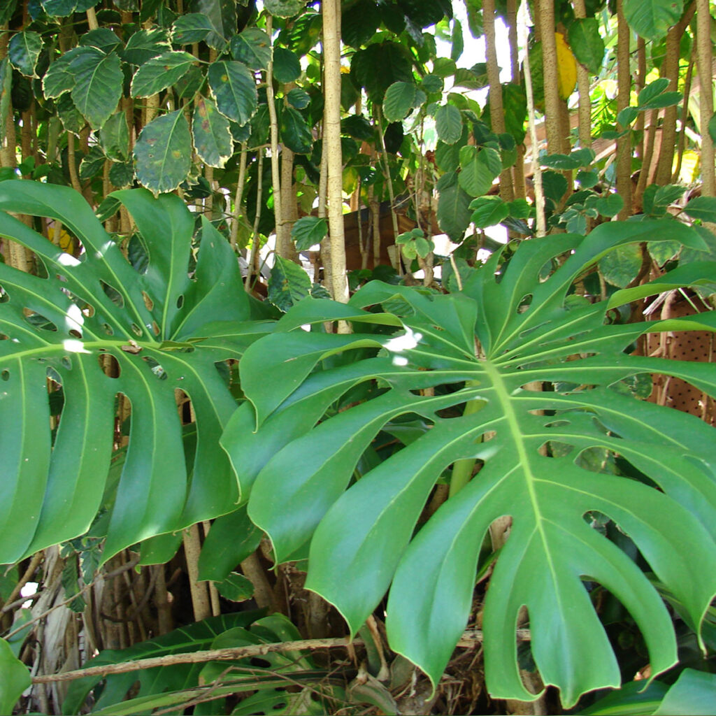 PIÑANONA – Vivero El Encanto