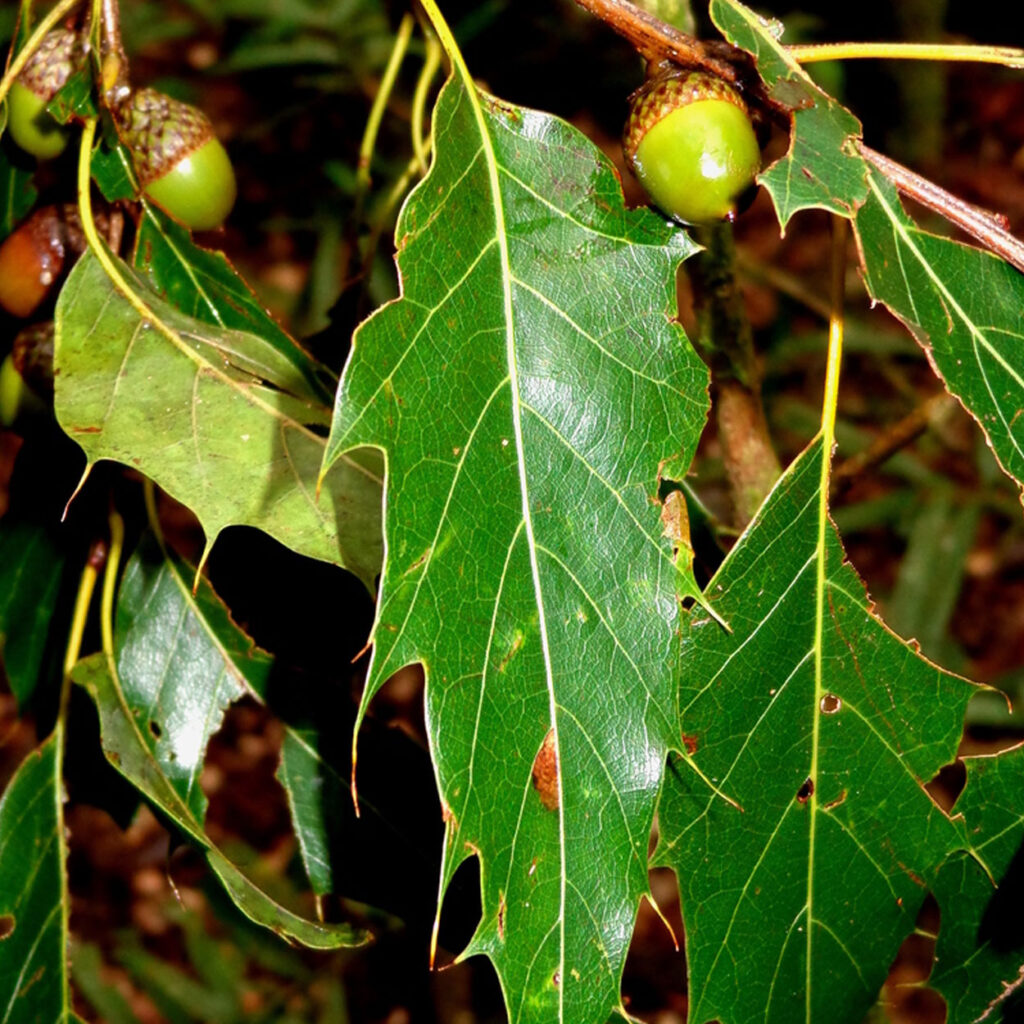 ENCINO Vivero El Encanto